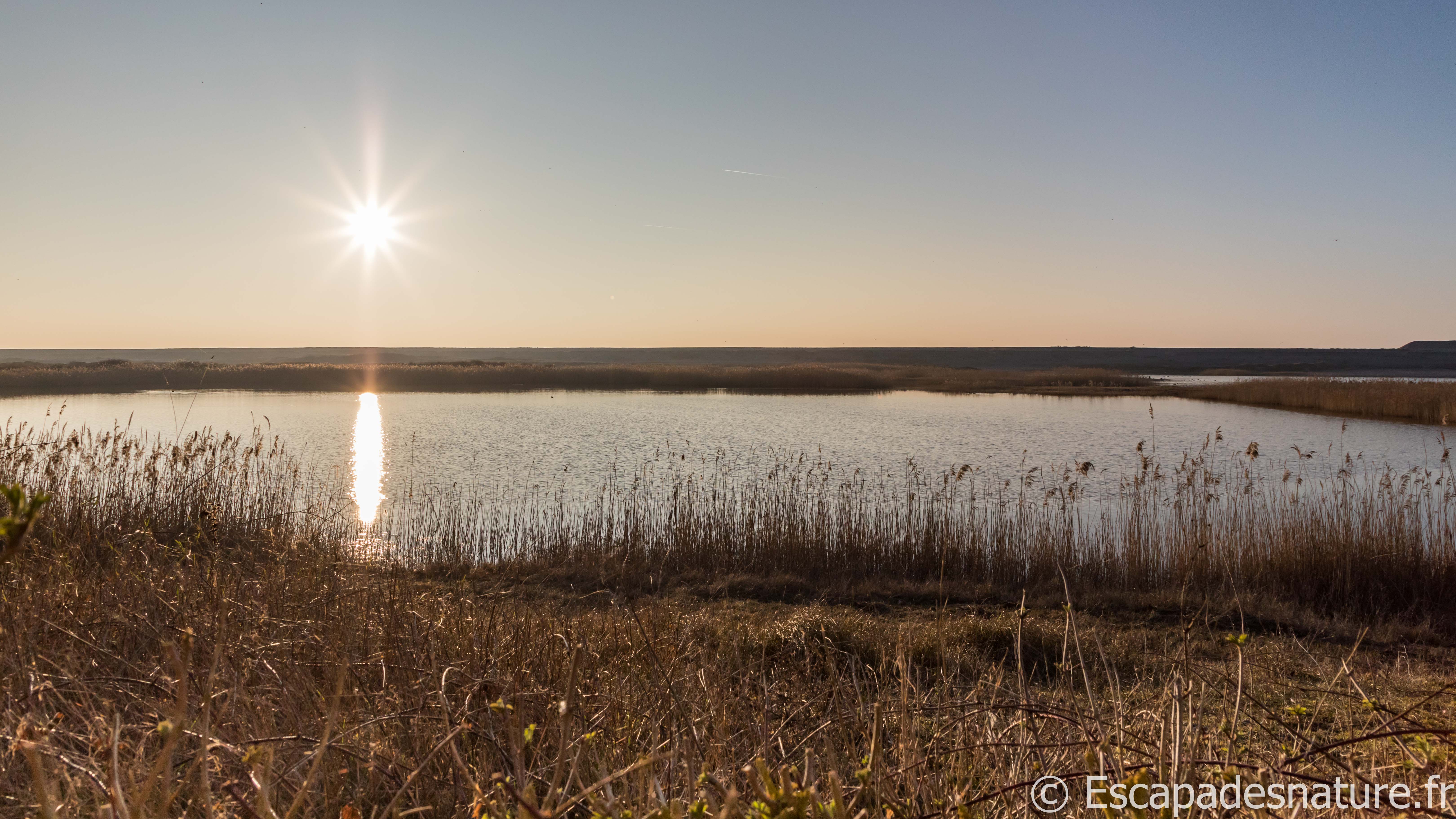 BAIE DE SOMME : LES RÉSERVES NATURELLES ORNITHOLOGIQUES